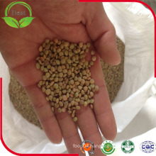 Food or Cooking Grade Dried Green Lentils